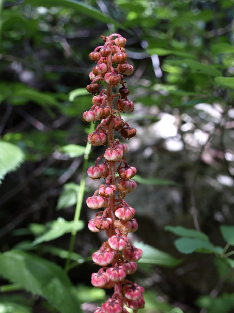 Растение Pinedrops