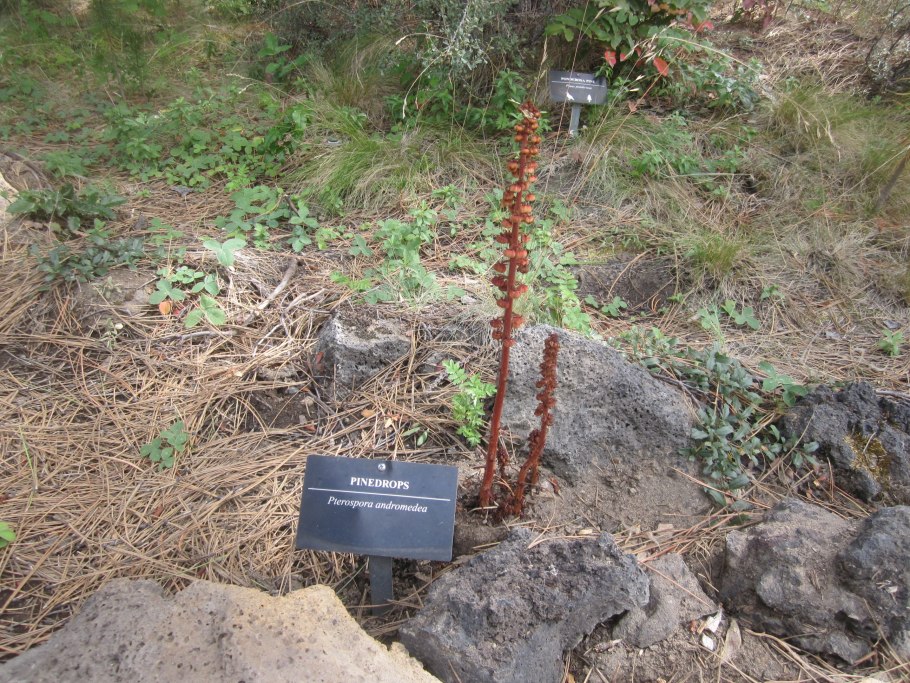 Венецианская мухоловка