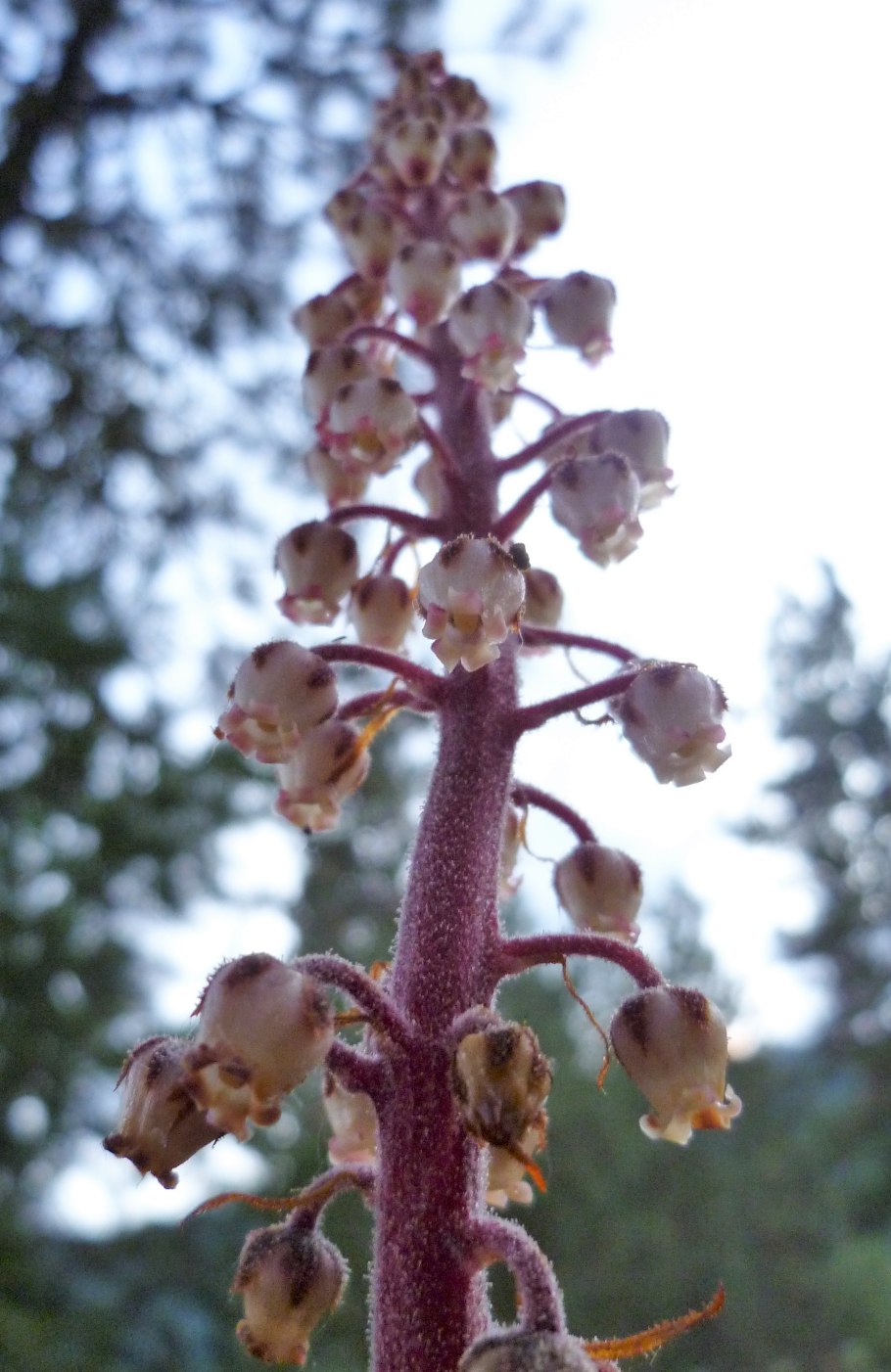 Птероспора фото