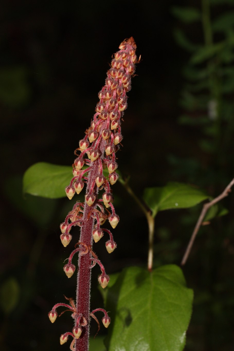 Неокаллитропсис картинка