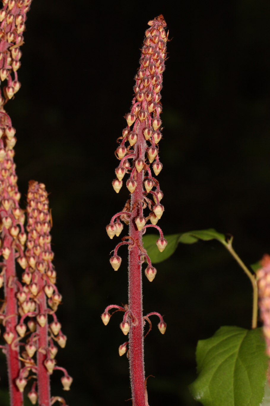 Растение Pinedrops