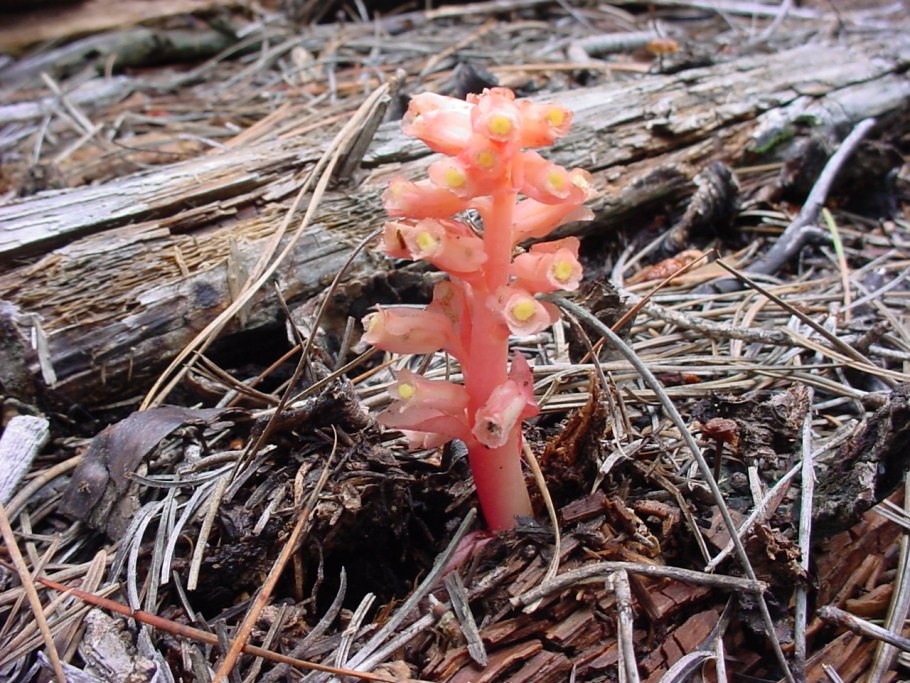 Ризопогон Паразитный - Rhizopogon parasiticus