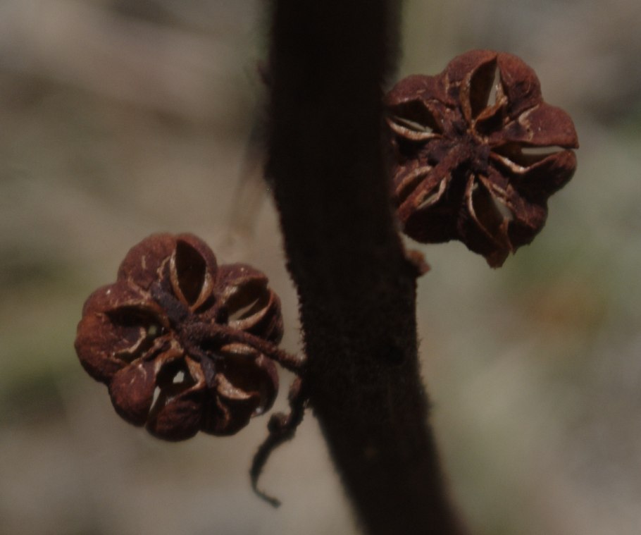 Птероспора фото