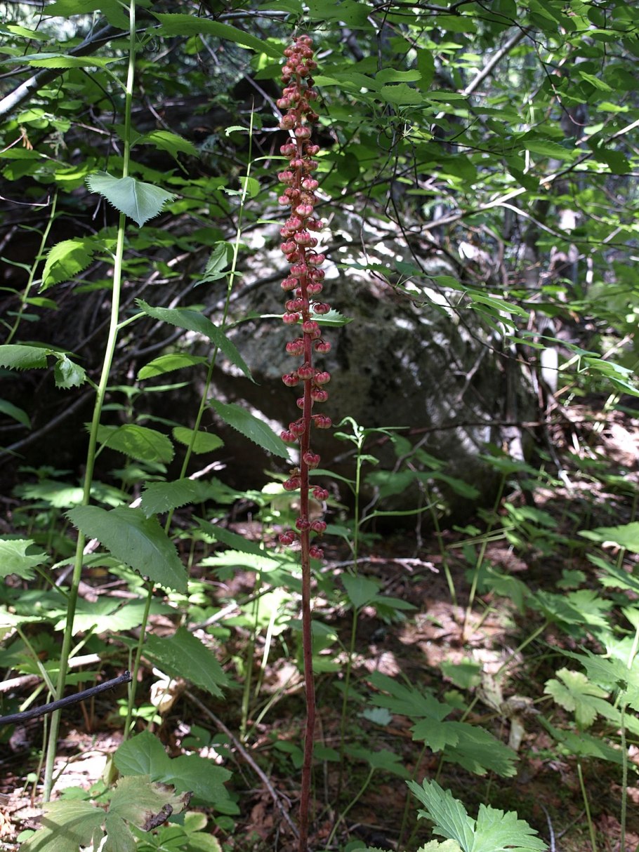 Аллотропа растение