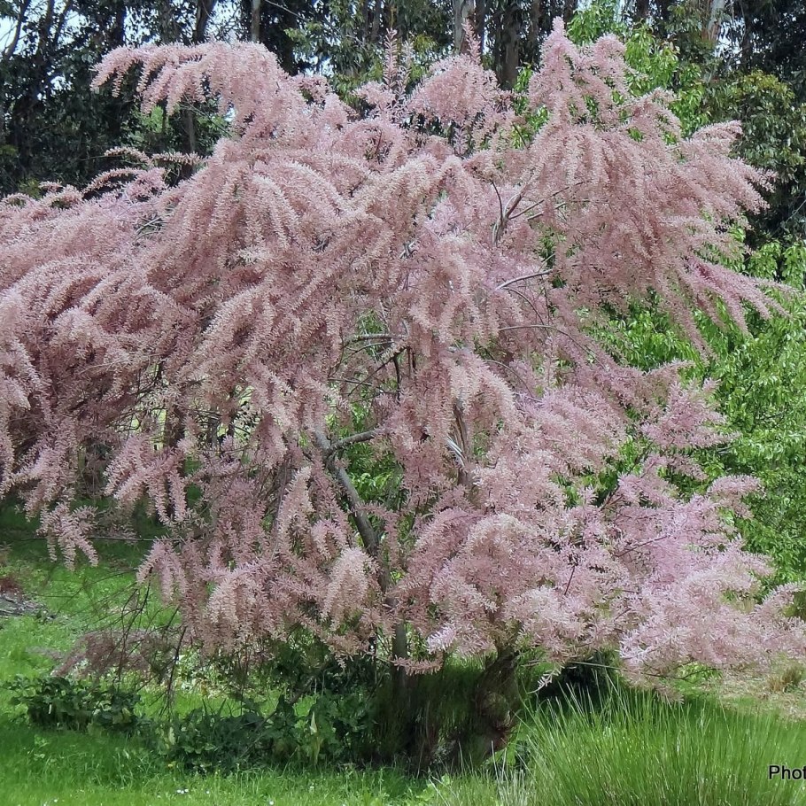 Тамарикс кустарник