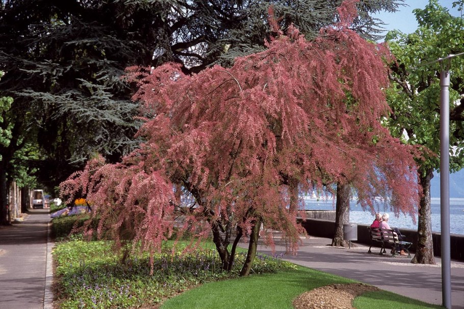 Тамарикс бисерник