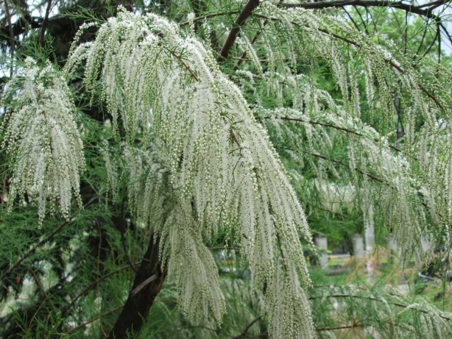 Тамарикс parviflora