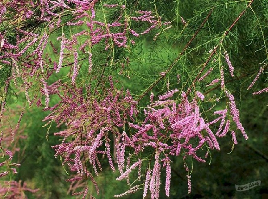 Тамарикс Рамосиссима