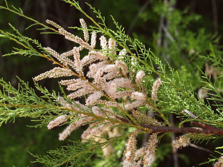 Тамарикс четырехтычинковый