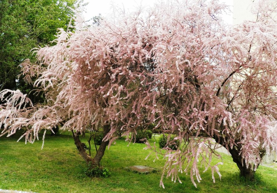 Тамарикс многоветвистый