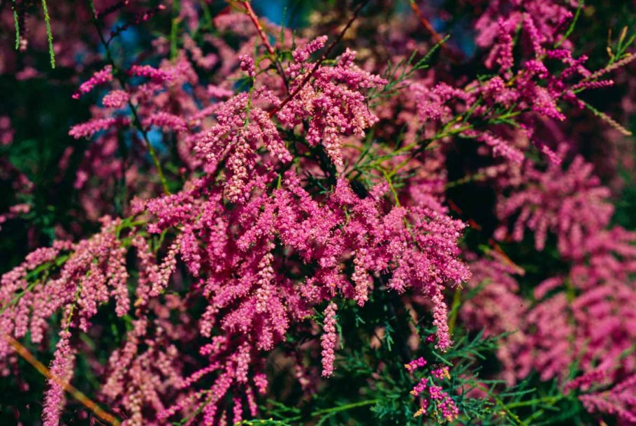 Тамарикс мелкоцветковый