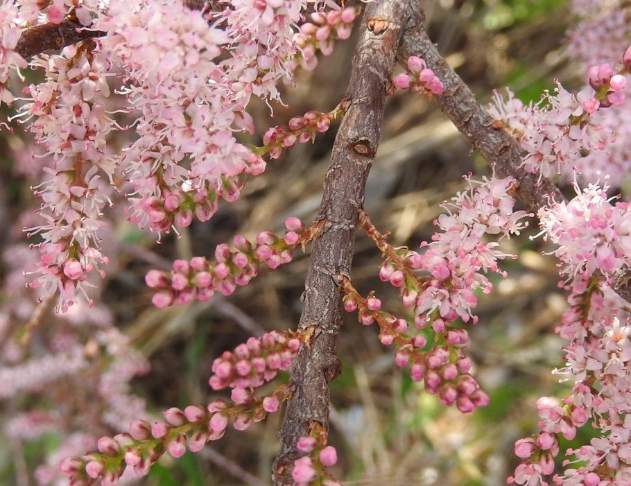 Тамарикс четырехтычинковый