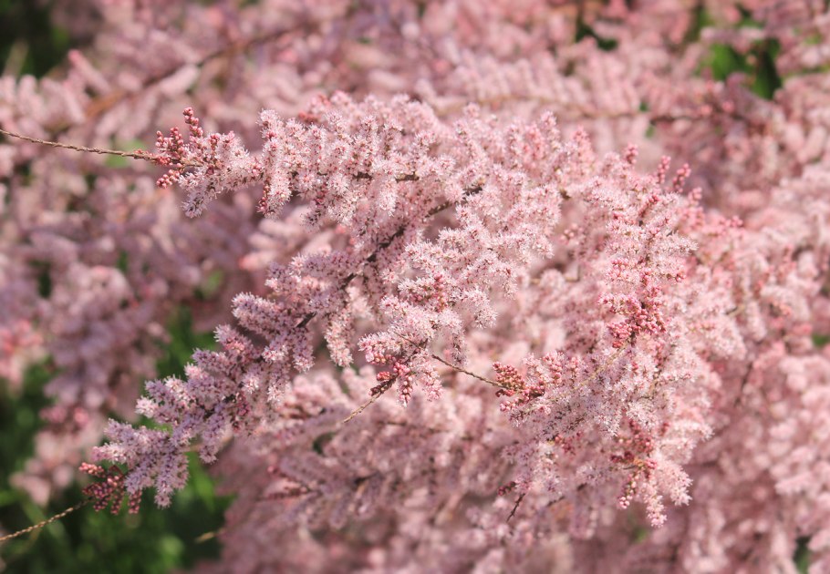 Тамарикс четырёхтычинковый