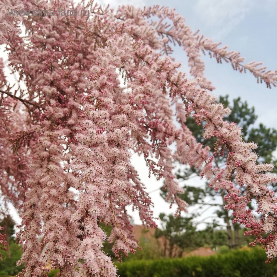 Тамарикс четырехтычинковый Tamarix tetrandra