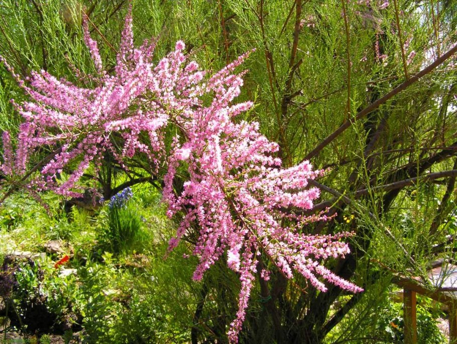 Тамарикс Африкана