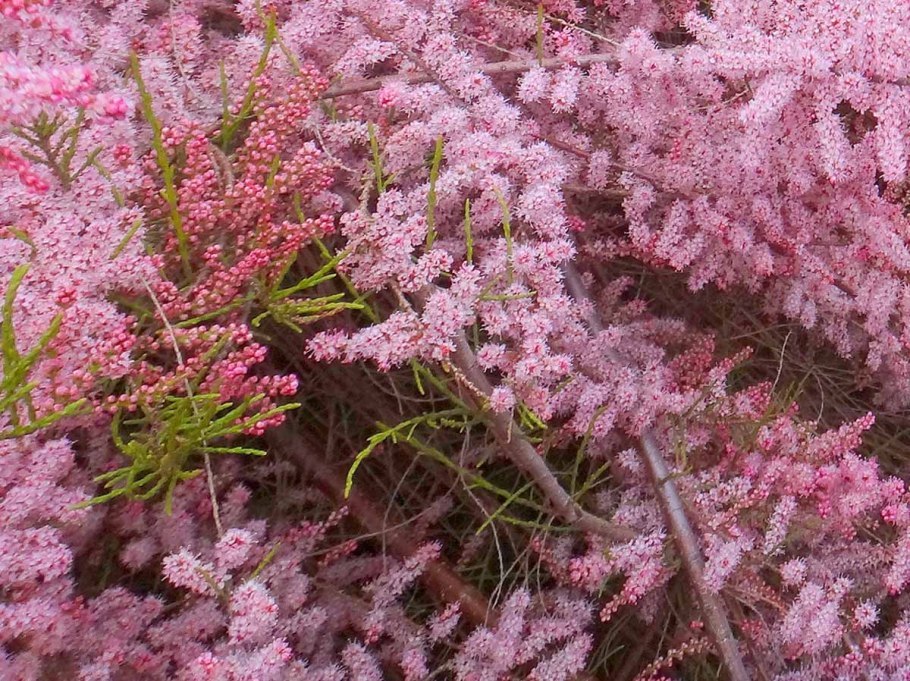 Тамарикс Гребенщик