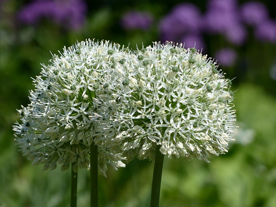 Аллиум Шуберта (Allium schubertii)