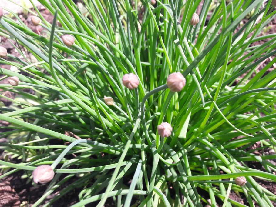 Allium bellulum (лук красивенький)