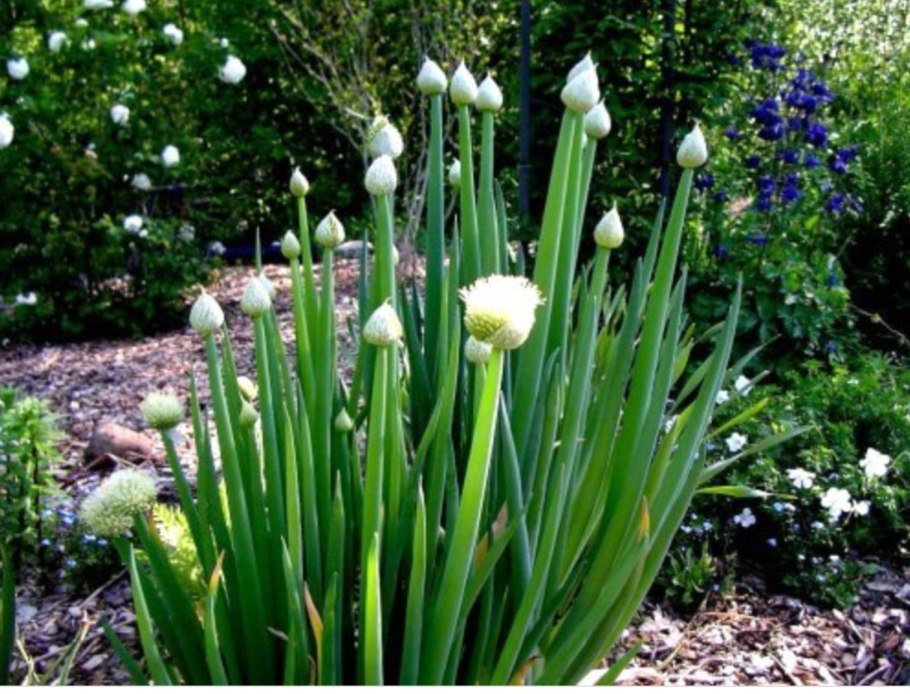 Allium cernuum 'Hidcote'