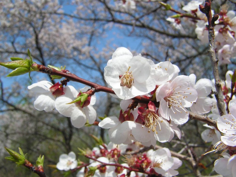 Абрикос Чемальский румяный