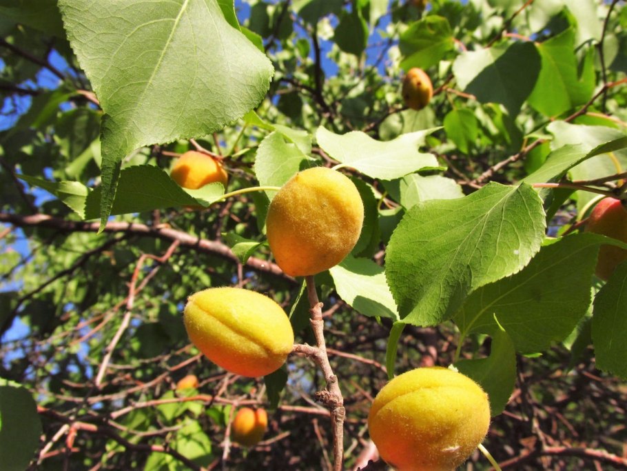 Абрикос Сибирский (Prunus sibirica)