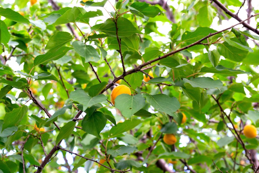 Как цветет абрикос в Сибири