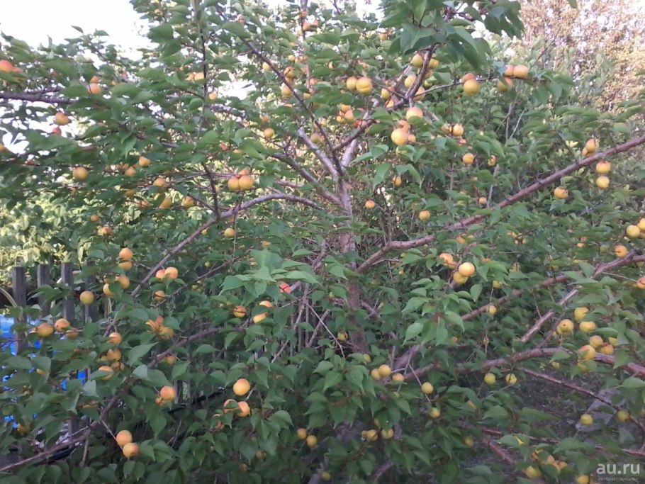 Дикий абрикос жердель