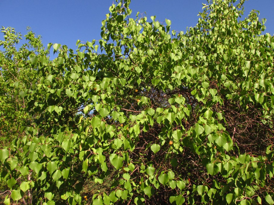 Дикий абрикос в Забайкалье