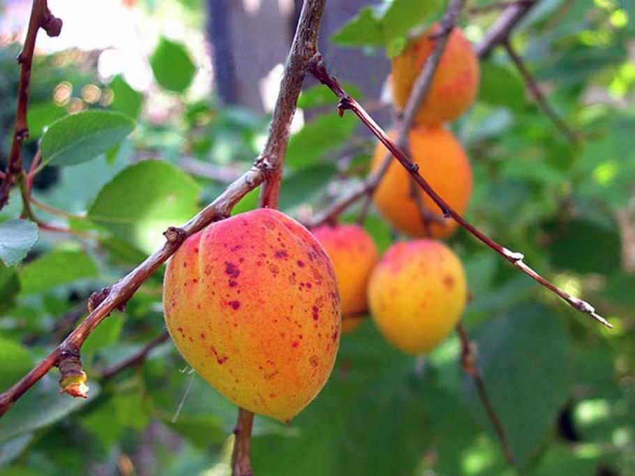Абрикос Сибирский (armeniaca sibirica (l.) lam