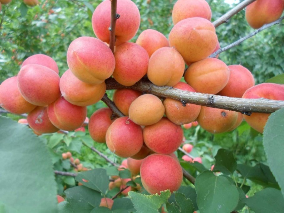 Сорт Сибиряк Байкалова абрикос