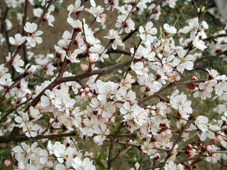 Абрикос Сибирский (Prunus sibirica)
