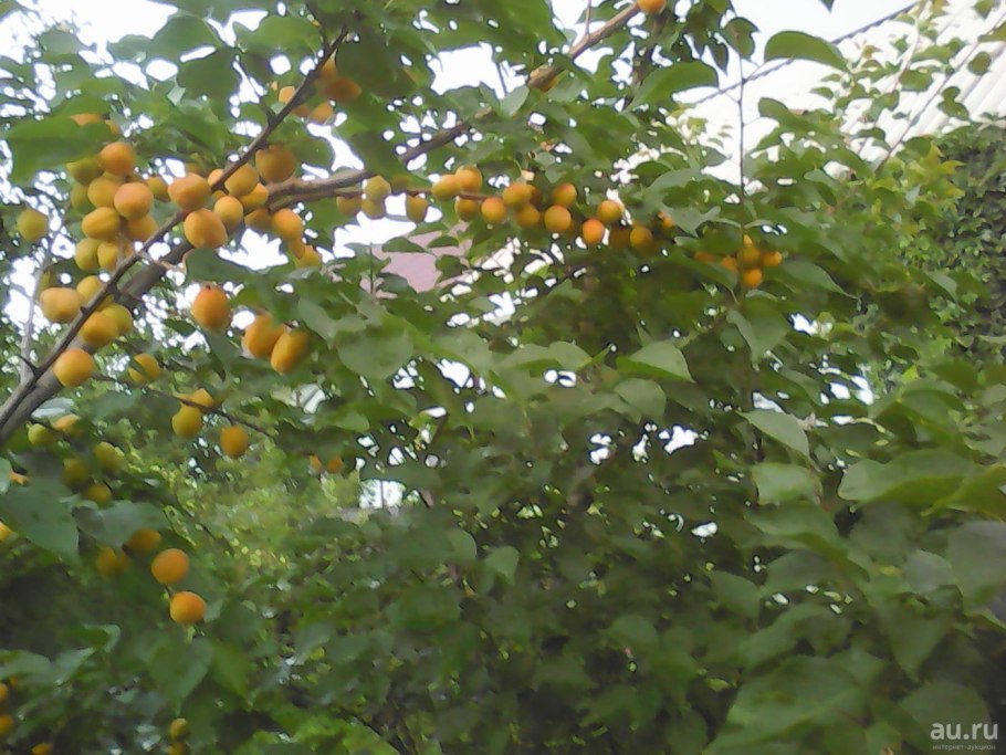 Цветущий Сибирский абрикос