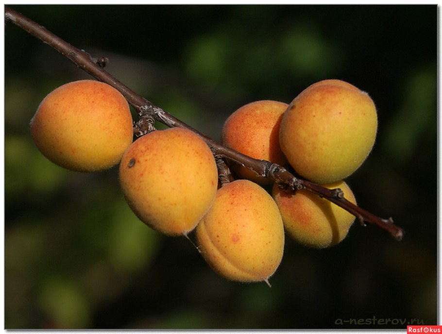 Абрикос "Сибиряк Байкалова" среднеранний
