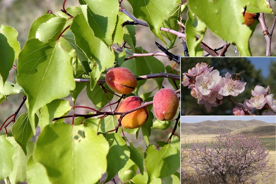Абрикос Сибирский armeniaca sibirica дерево