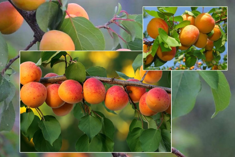 Абрикос маньчжурский дерево