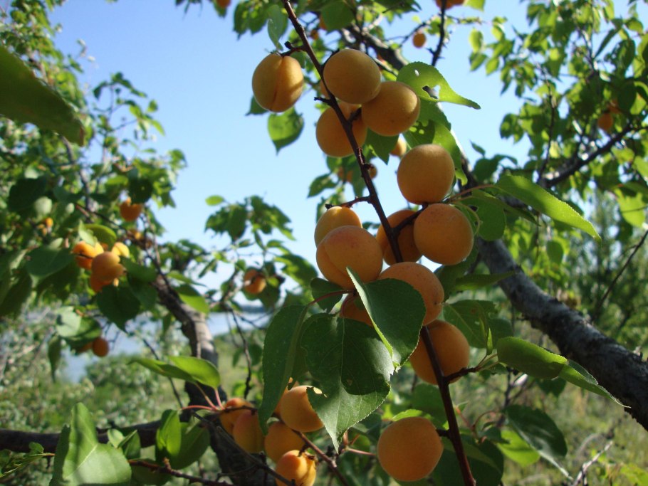 Абрикос маньчжурский дерево