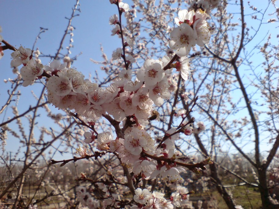 Абрикос Сибирский цветение