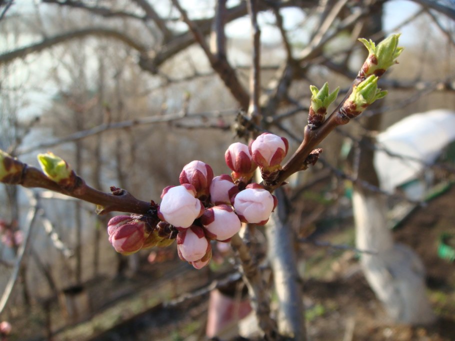 Абрикос Дальневосточный