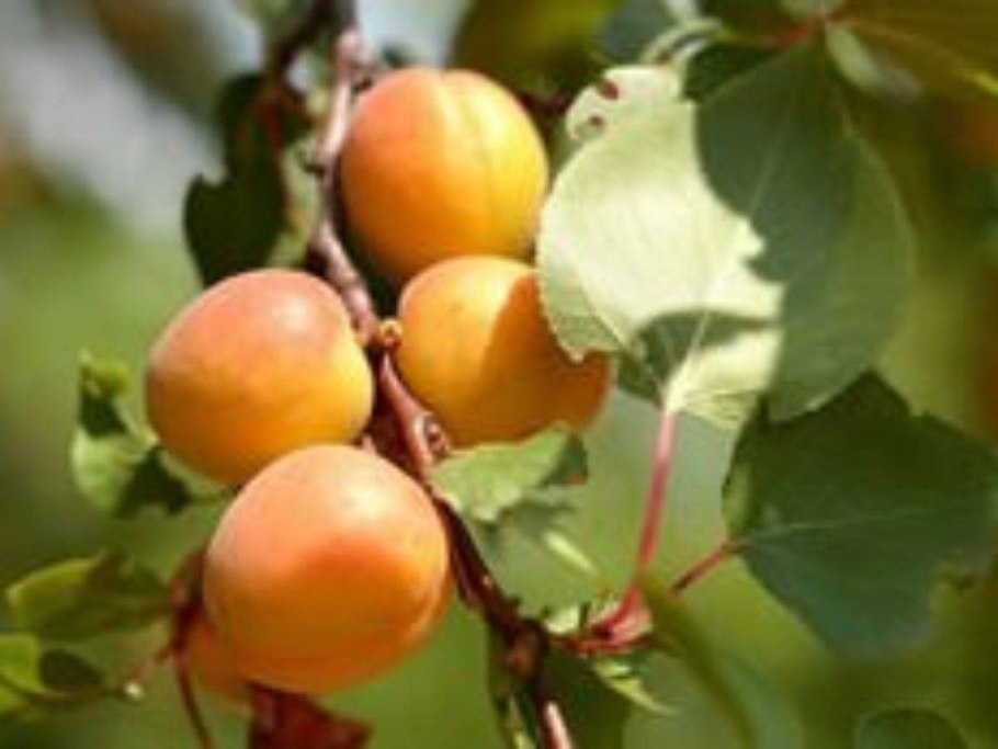 Абрикос сорт кичигинский дерево