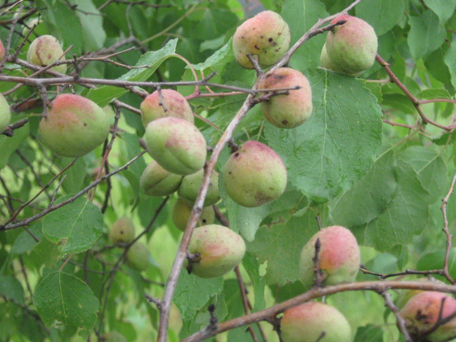 Абрикос Сибирский семена