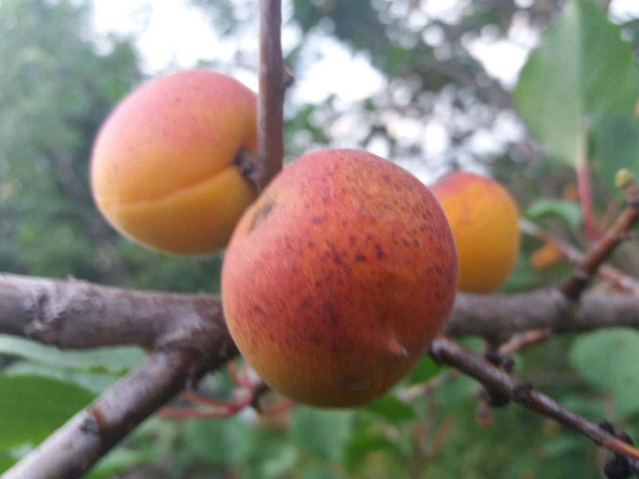 Сорт Сибиряк Байкалова абрикос