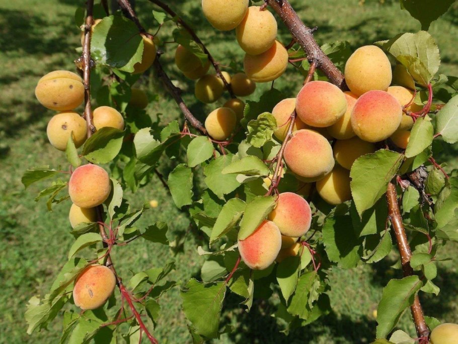 Сорт абрикоса горный Абакан