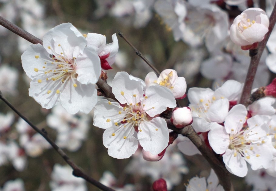 Абрикос Сибирский (armeniaca sibirica (l.) lam