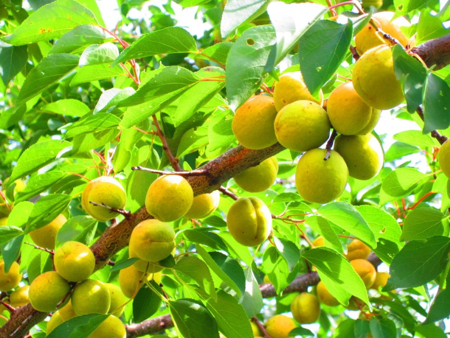 Абрикос Сибирский (Prunus sibirica)