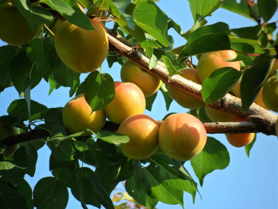 Сливовые деревья выращивали еще древние персы