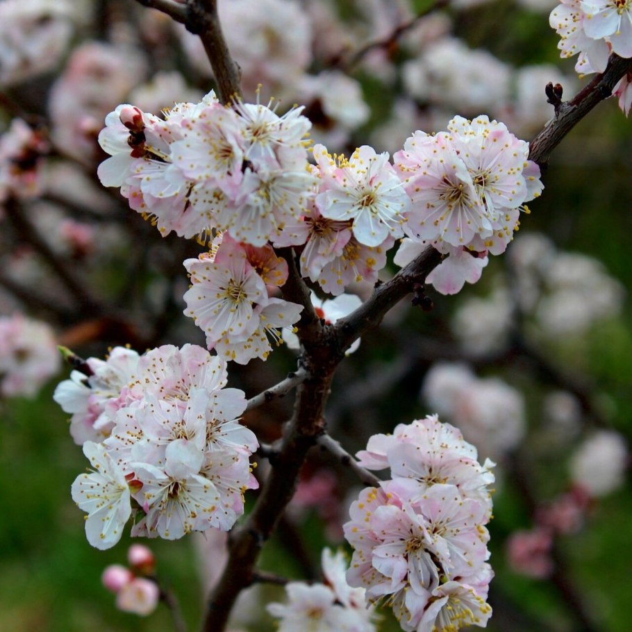 Абрикос сибирский цветение