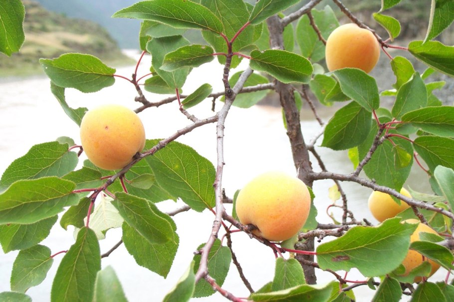 Абрикос Сибиряк Байкалова