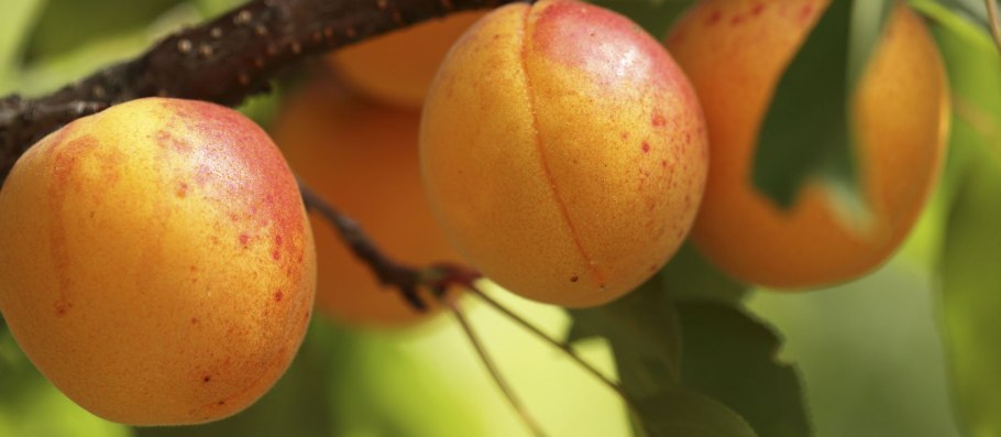 Абрикос сибиряк байкалова