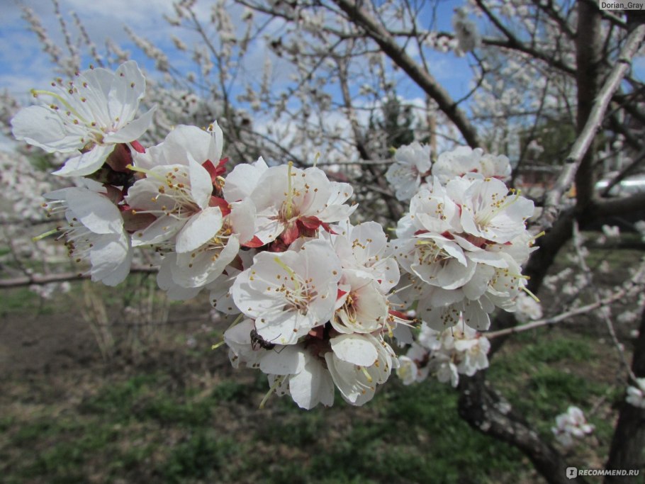 Урюк дерево цветет