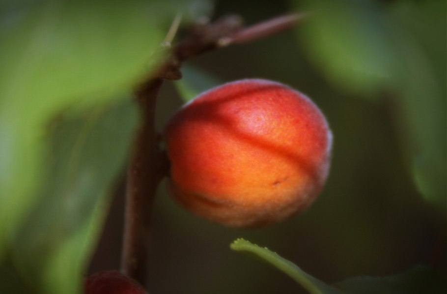 Абрикос сорт Сибирский